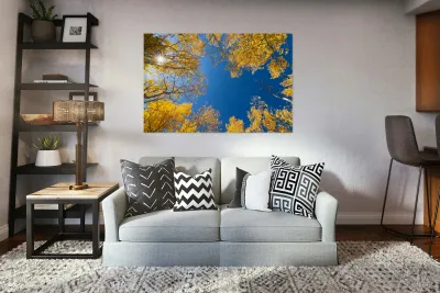 Sunny Day Reproduction