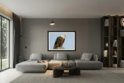 Bald Eagle portrait Reproduction