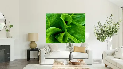 Skunk Cabbage Furls Reproduction