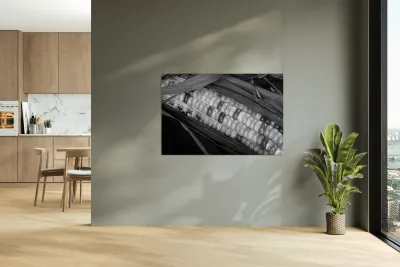 Indian Corn Black and White Reproduction