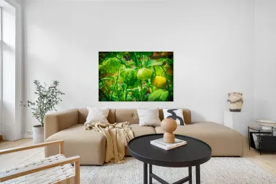 Tomatillos  Reproduction