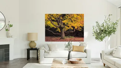 Japanese Maple at Autumn Reproduction