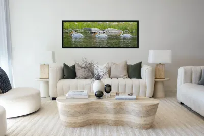 Pelicans 9842 Reproduction