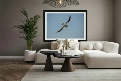 Pelicans 0651 Reproduction