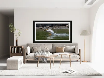 Pelicans 9989 Reproduction