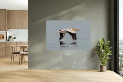 Pelicans 0253 Reproduction