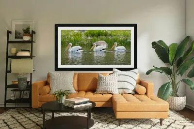 Pelicans 9836 Reproduction