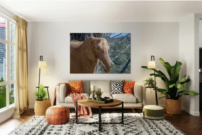 Elephant 7937 Reproduction