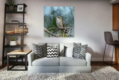 Female Ruby throated Hummingbird 1411 Reproduction