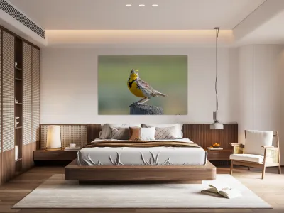 Western Meadowlark 0452 Reproduction