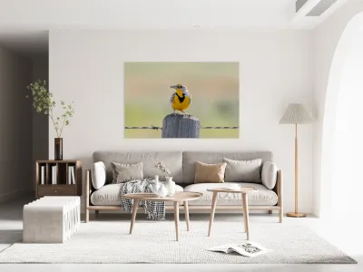 Western Meadowlark 0421 Reproduction