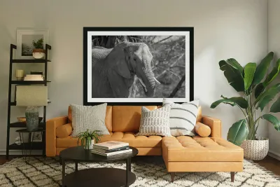 Elephant BW 7937 Reproduction