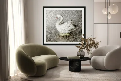 In the mist of rains Reproduction