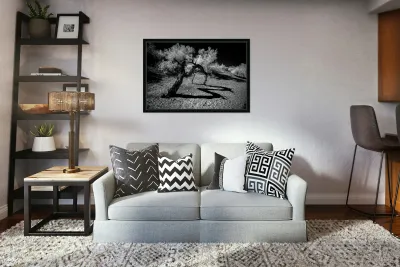 Desert Trees Shadowy Dance Reproduction