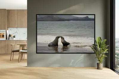 Galapagos sea lions Reproduction