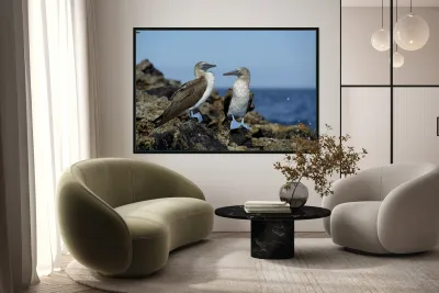 Blue-footed Booby Reproduction