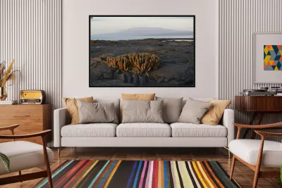 Lava Cactus Reproduction