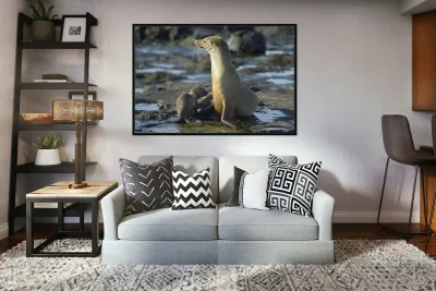 Galapagos sea lion Reproduction