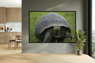 Galapagos giant tortoise Reproduction