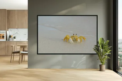 Ghost Crab Reproduction