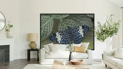 Hamadryas amphinome butterfly Reproduction