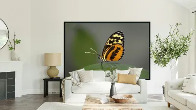 Heliconius Butterfly Reproduction