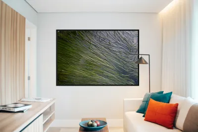 Eel grass in a tide pool Reproduction