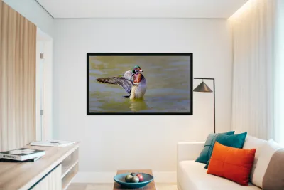 Male Wood Duck St.Vital Park Manitoba Canada Reproduction