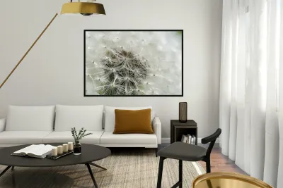 Dandelion Cowichan Valley Vancouver Island British Columbia Canada Reproduction