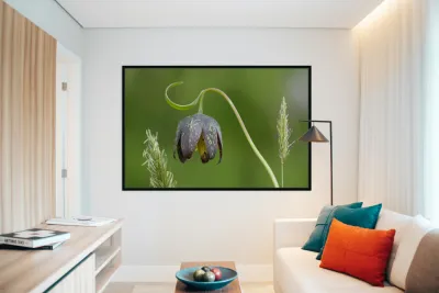 Chocolate Lily Fritillaria affinis Cowichan Valley Vancouver Island British Columbia Canada Reproduction