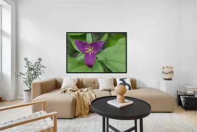 Western Trillium Trillium ovatum Cowichan Valley Vancouver Island British Columbia Canada Reproduction
