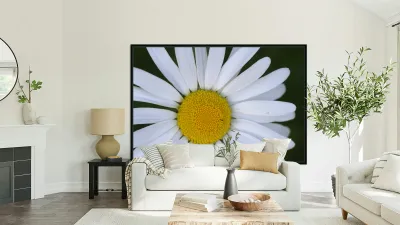 Daisy Cowichan Valley Vancouver Island British Columbia Canada Reproduction