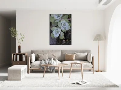 Broadleaf Stonecrop Collinsia parviflora Sedum spathulifolium Cowichan Valley Vancouver Island British Columbia Canada Reproduction