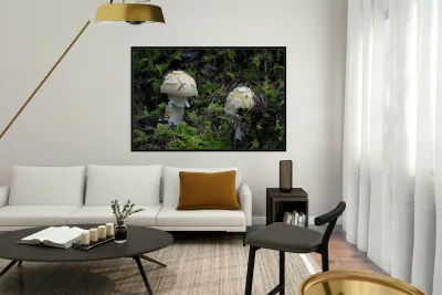 Mushroom Reproduction