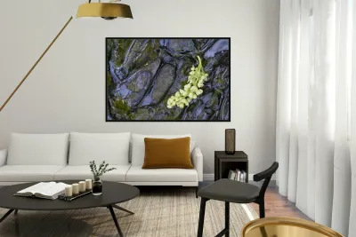 Big Leaf Maple Flower Cowichan Valley Vancouver Island British Columbia Canada Reproduction