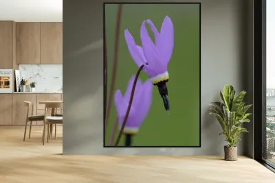 Shooting Star Dodecatheon pulchellum Cowichan Garry Oak Preserve Cowichan Valley Vancouver Island British Columbia. Reproduction