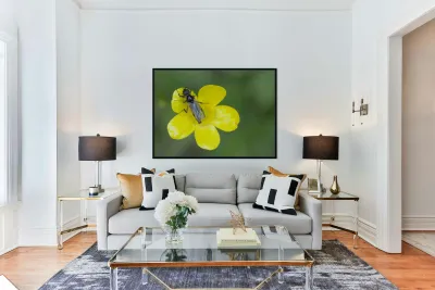 Buttercup Ranunculus Cowichan Valley Vancouver Island British Columbia Canada Reproduction