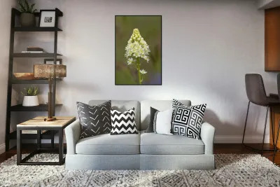 Death Camas or Meadow Death camas Zigadenus venenosus Cowichan Valley Vancouver Island British Columbia Canada Reproduction