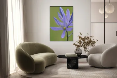 Common Camas Camassia quamash Cowichan Garry Oak Preserve Cowichan Valley Vancouver Island British Columbia. Reproduction