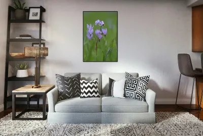 Shooting Star Dodecatheon pulchellum Cowichan Garry Oak Preserve Cowichan Valley Vancouver Island British Columbia. Reproduction