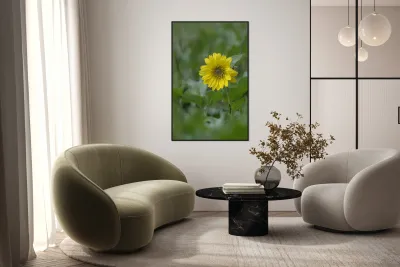 Deltoid Balsamroot Balsamorhiza deltoidea Cowichan Valley Vancouver Island British Columbia Canada Reproduction