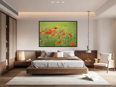 Wild poppies in Lourmarin Reproduction