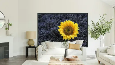 Dried sunflower in a bed of lavender flowers at Lourmarins street market Reproduction