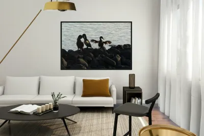 Flightless Cormorants Phalacrocorax harrisi stretching their wings Punta Espinosa Fernandina Island Galapagos Islands Ecuador Reproduction