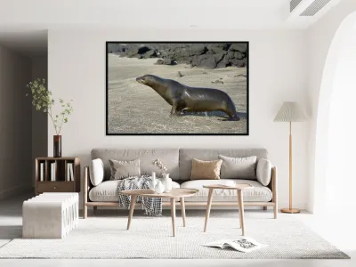 Galapagos sea lion male charging Punta Espinosa Fernandina Island Galapagos Islands Ecuador Reproduction