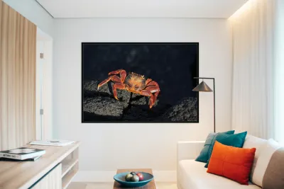 Sally Lightfoot crab Grapsus grapsus on black lava Punta Espinosa Fernandina Island Galapagos  Islands Ecuador Reproduction