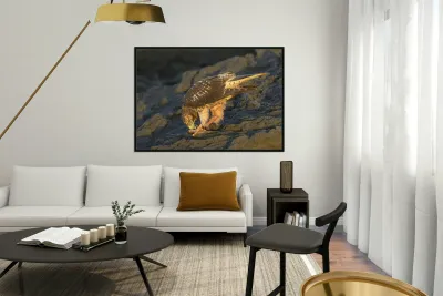 Galapagos Hawk Buteo galapagoensis eating a marine iguana Punta Espinosa Fernandina Island Galapagos Islands Ecuador
 Reproduction