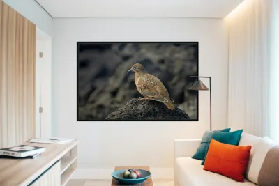 Galapagos Dove Zenaida galapagoensis on lava Urbina Bay Isabela Island Galapagos Islands Ecuador Reproduction