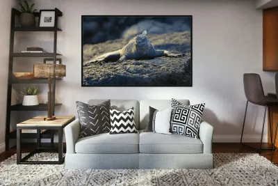 Marine Iguana at sunset Amblyrhynchus cristatus Punta Espinosa Fernandina Island Galapagos Islands Ecuador Reproduction