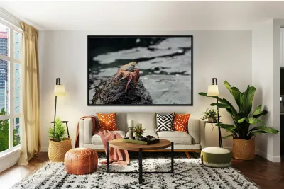 Sally Lightfoot crab Grapsus grapsus Urbina Bay Isabela Island Galapagos Islands Ecuador Reproduction